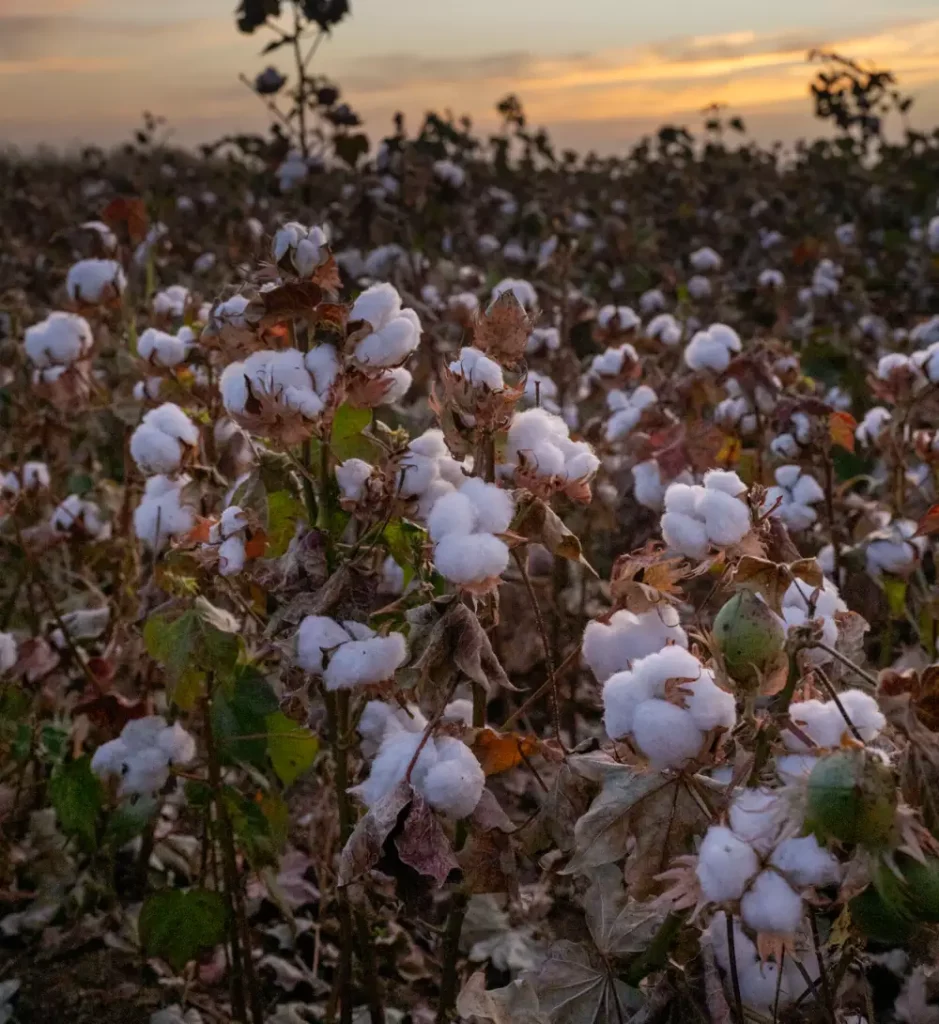 Project Regen Photos 2