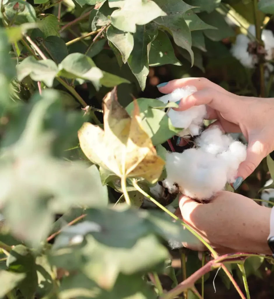 Project Regen Photos 3